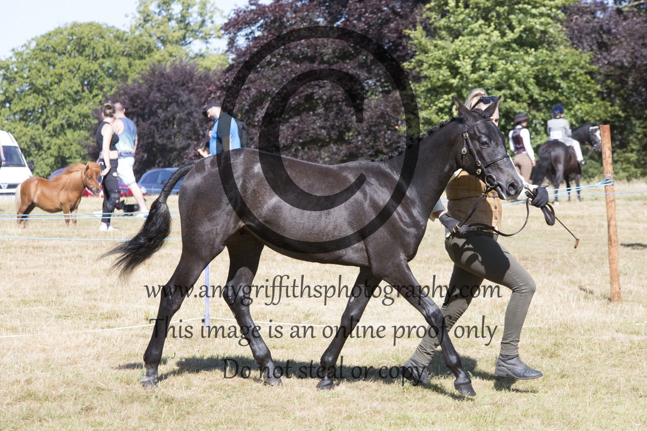Class 34: Show Hunter Pony Yearling
