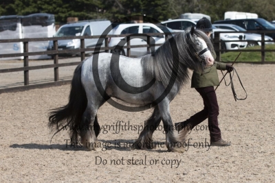 Class 80 – Solid Colour Traditional Gypsy Cob