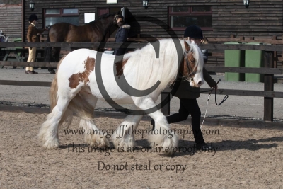 Class 81 – Coloured Traditional Gypsy Cob