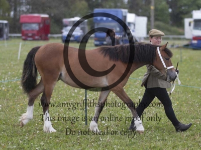Class 45 – Yearling Filly